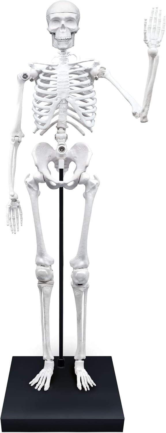 Buki France 2181 Giant Skeleton 85 cm White