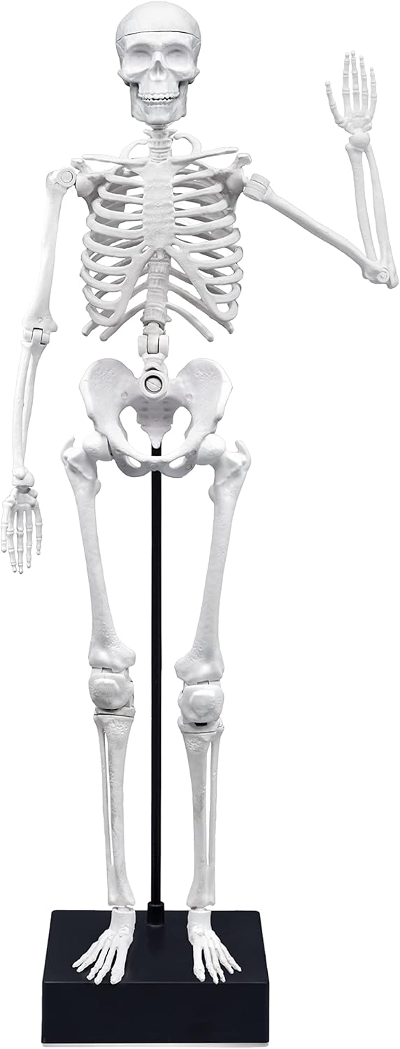 Buki 2180 Skeleton 45 cm