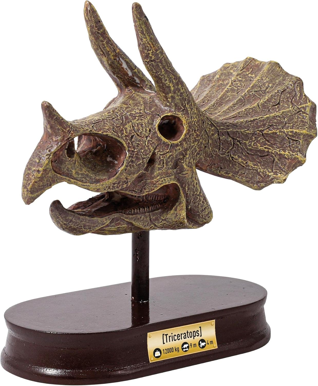 BUKI 2131 Dinosaur Skull Triceratops