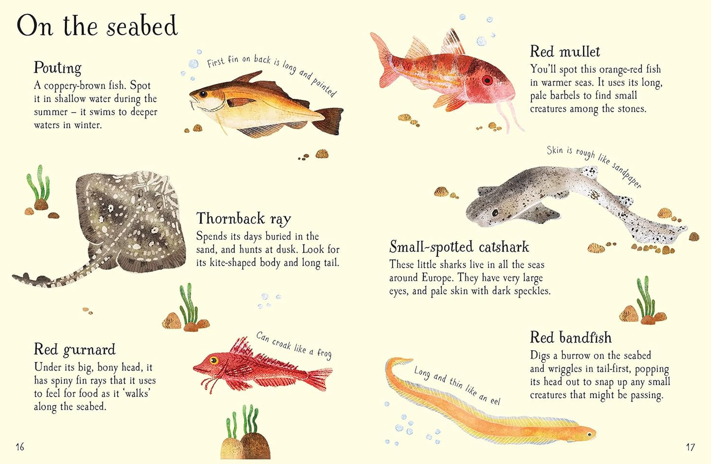 Fish to Spot (Usborne Minis)