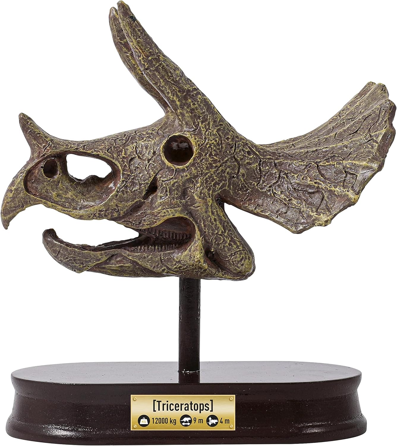 BUKI 2131 Dinosaur Skull Triceratops