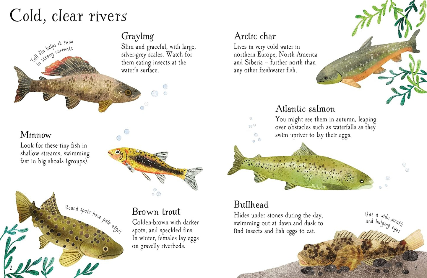 Fish to Spot (Usborne Minis)