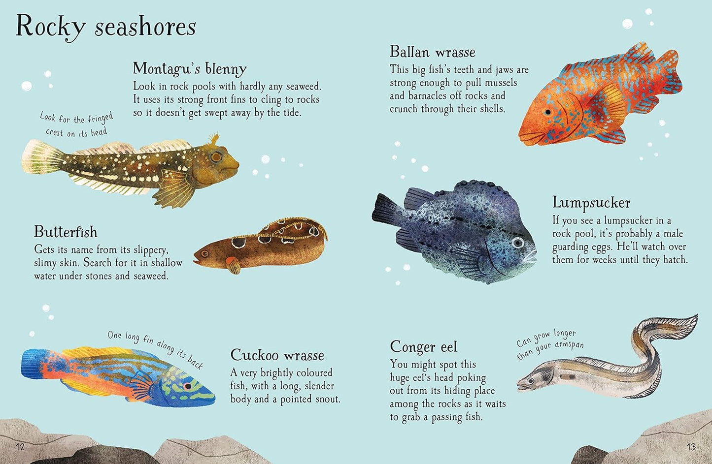 Fish to Spot (Usborne Minis)