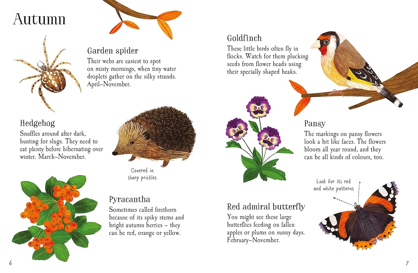 Garden Life to Spot (Usborne Minis)