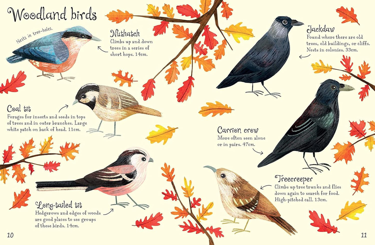 Birds to Spot (Usborne Minis)