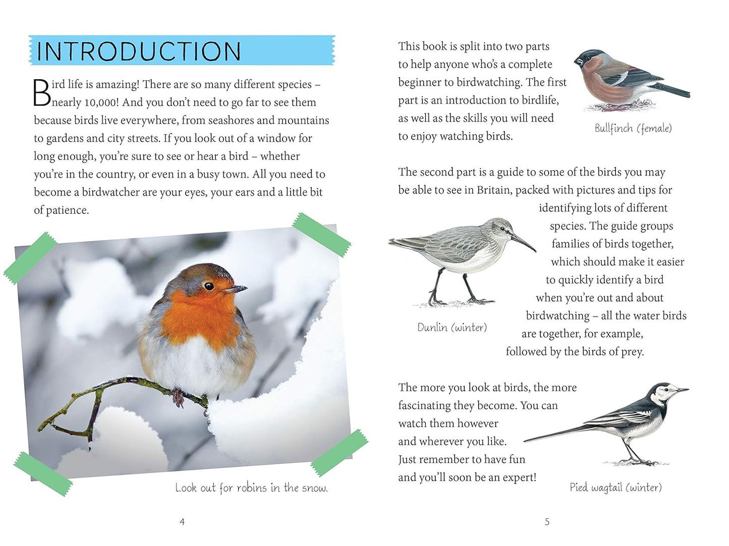 National Trust: Out and About Bird Spotter - A children's guide to over 100 different birds