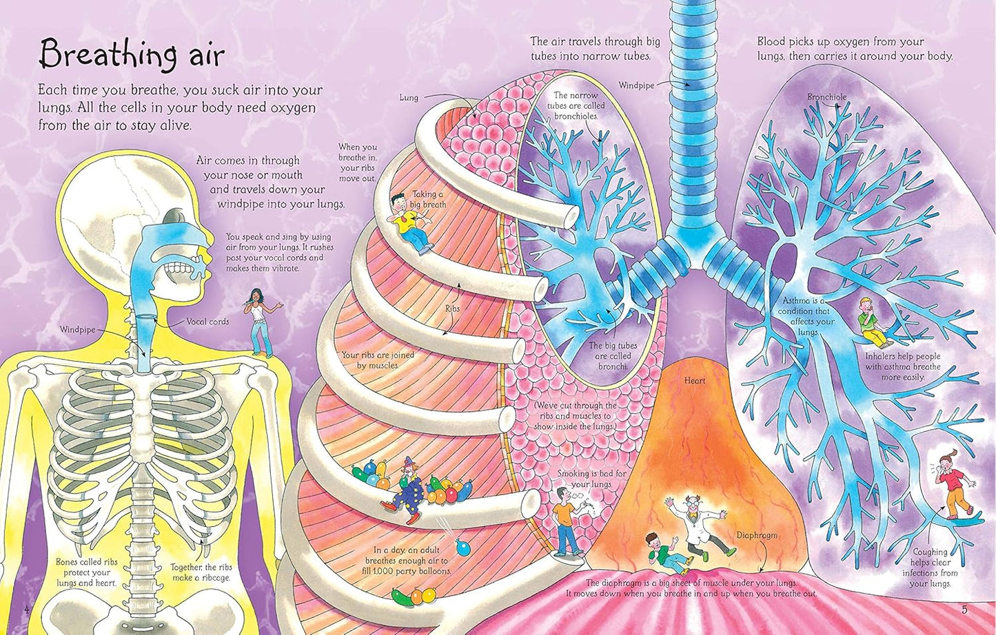 See Inside Your Body