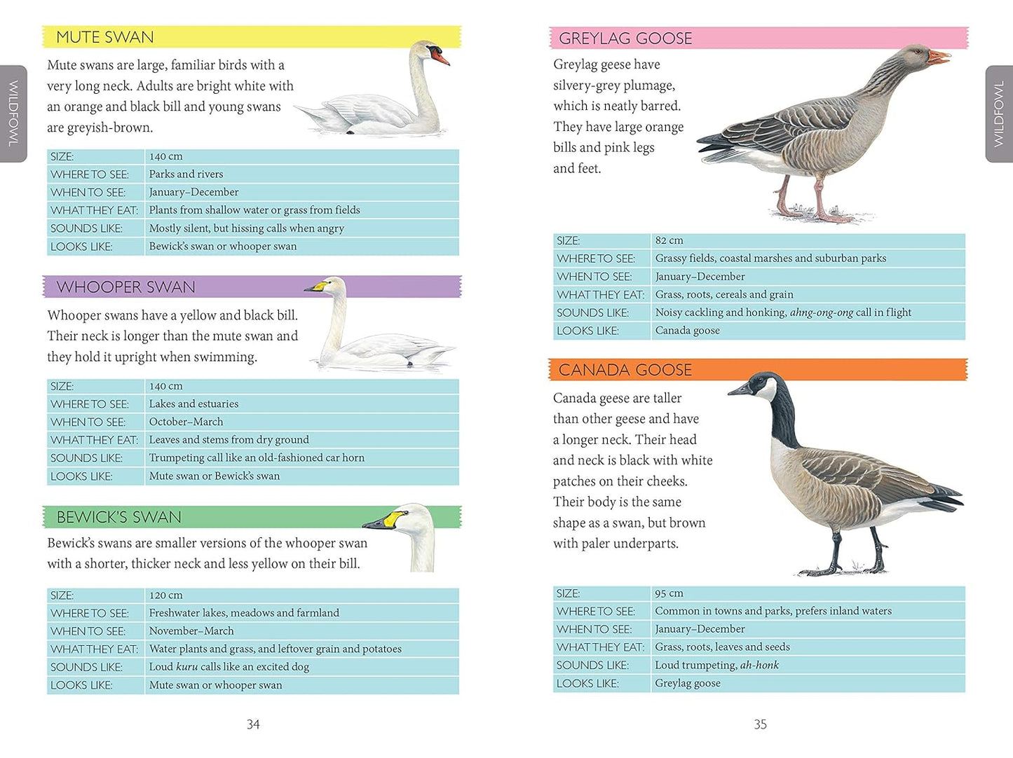 National Trust: Out and About Bird Spotter - A children's guide to over 100 different birds