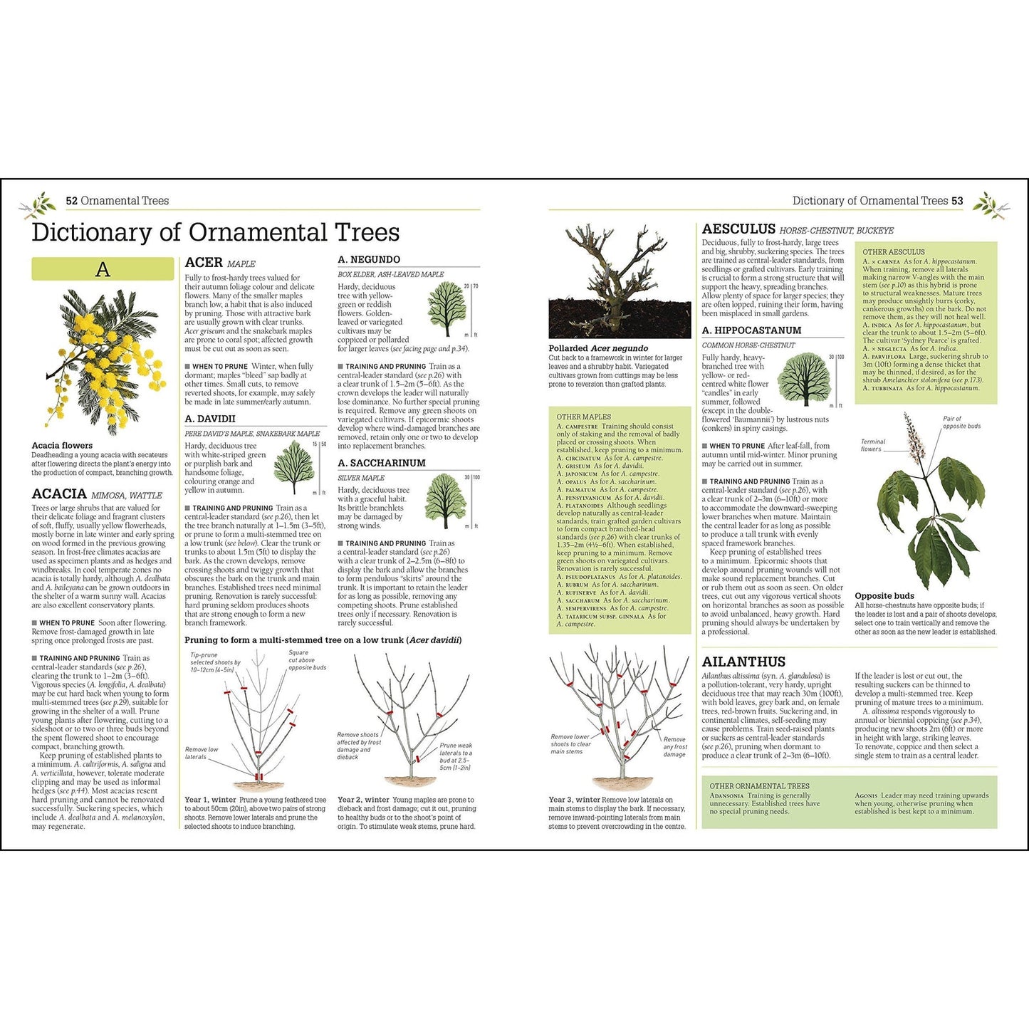 RHS Pruning And Training - Revised New Edition Over 800 Plants - What When And How To Prune